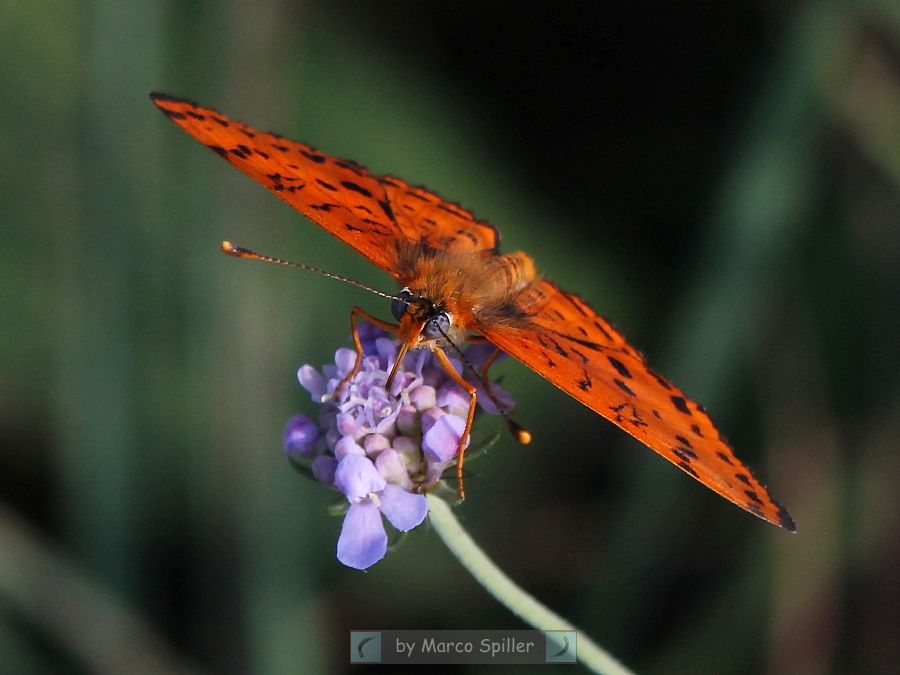 Melitaea didyma